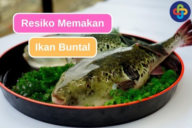 Pahami Resiko Ini Saat Akan Memakan Ikan Buntal